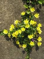 ..and even more Celandines. The early April blankets of Celandines have been glorious in the unexpectedly warm spring.